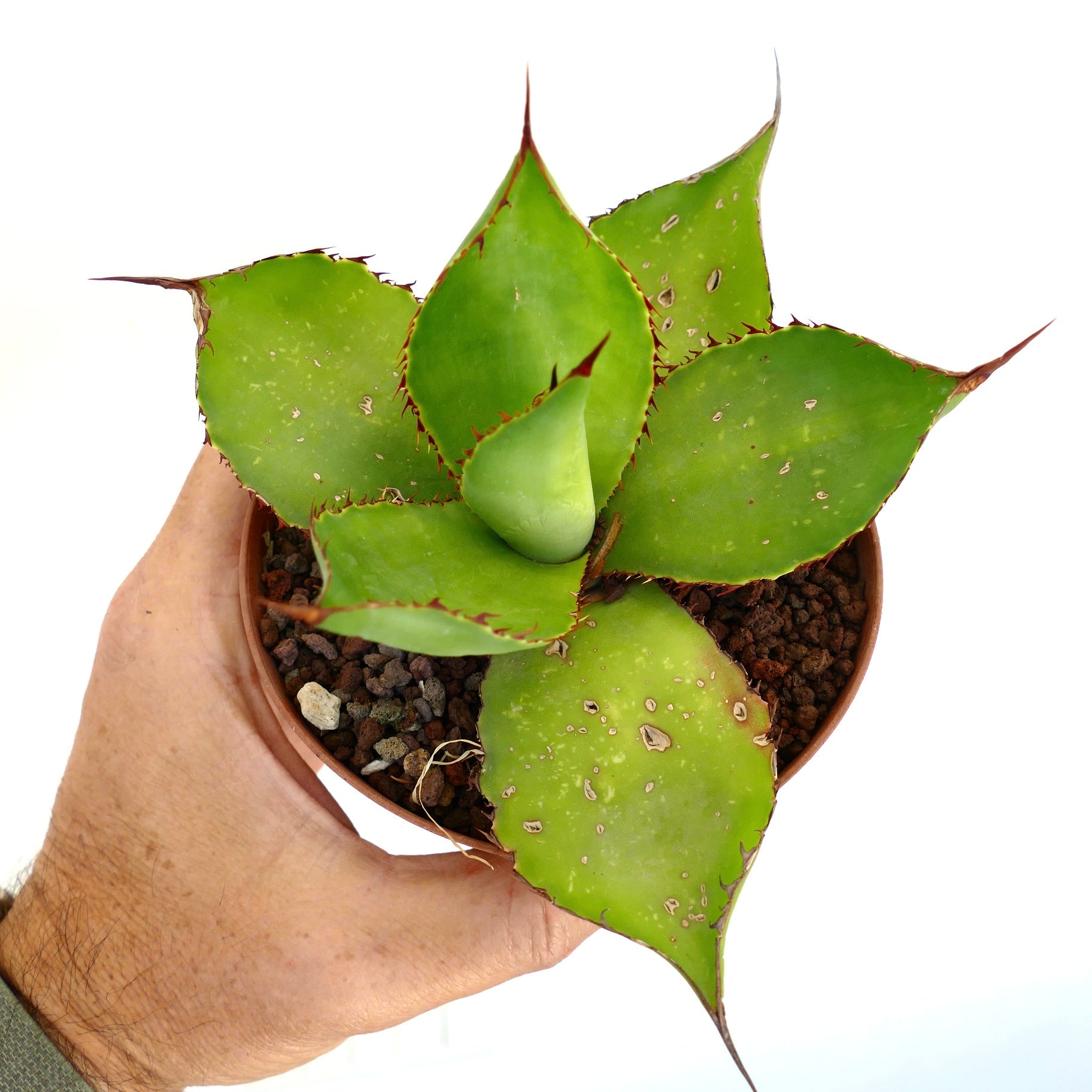 Agave celsii x bovicornuta Sukkulente mit dicken grünen Blättern und scharfen, rötlichen Dornen