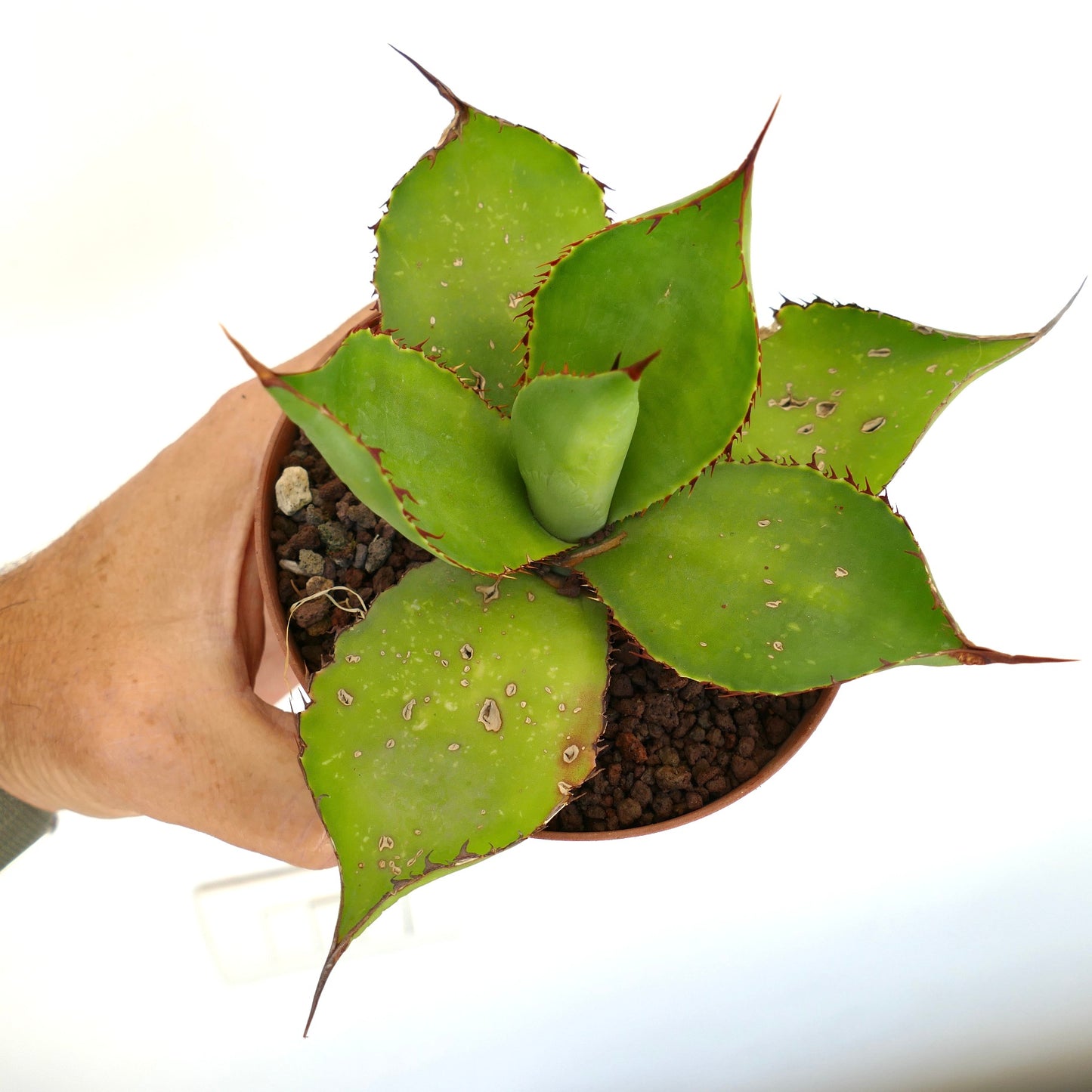 Agave celsii x bovicornuta Sukkulente mit breiten grünen Blättern und scharfen rötlichen Dornen