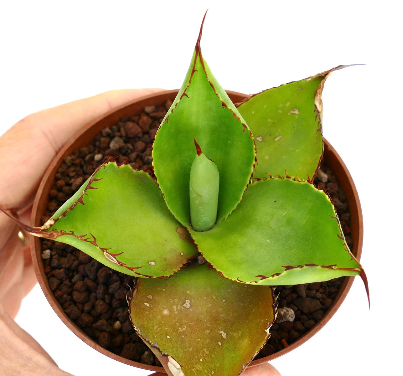 Agave celsii x bovicornuta succulent with thick green leaves and reddish spines in small pot