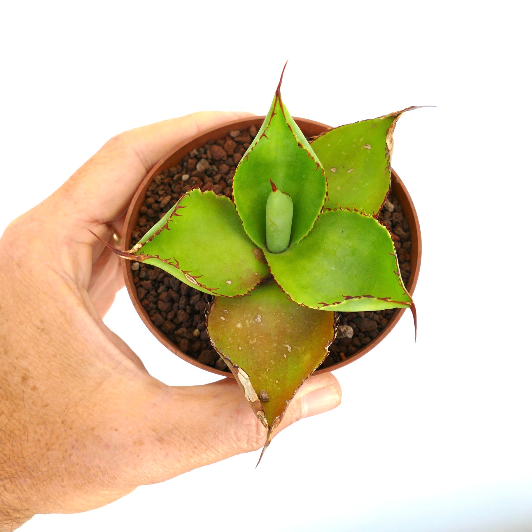 Agave celsii x bovicornuta succulent with broad green leaves and reddish spines in small pot