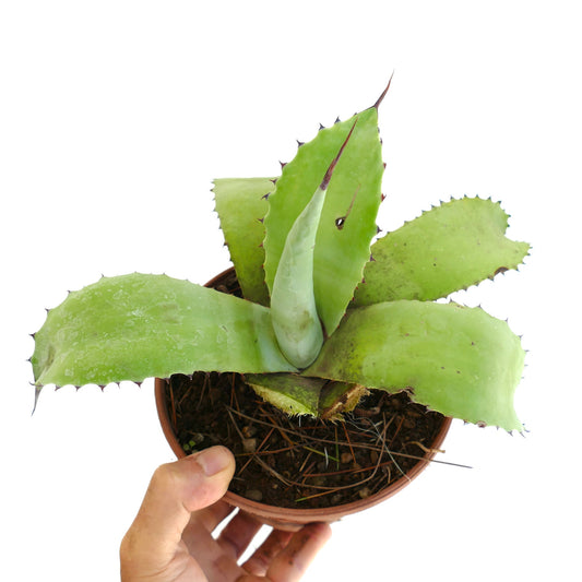 Agave celsii x ovatifolia succulent with broad green leaves and sharp reddish spines in pot