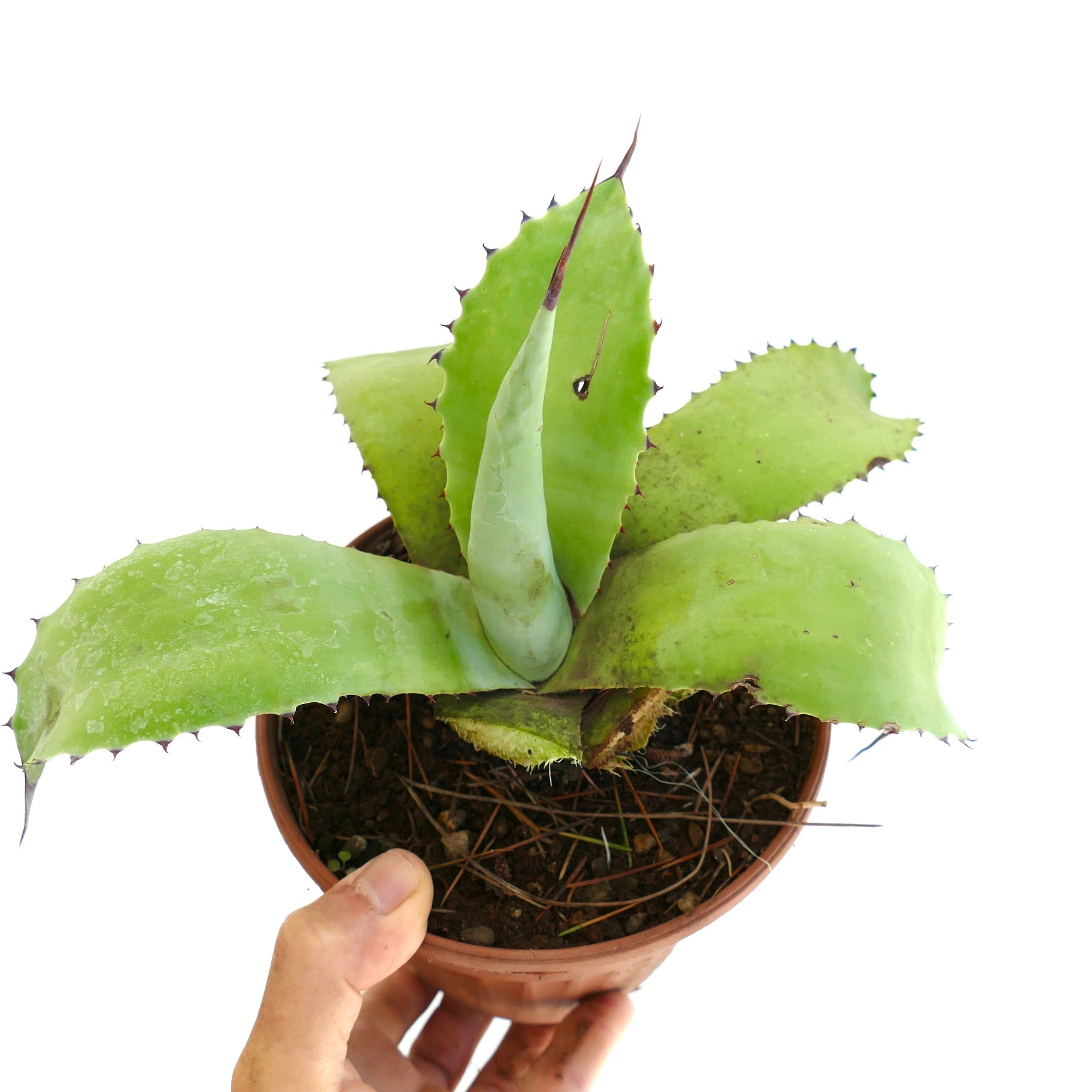 Agave celsii x ovatifolia sukkulent med brede grønne blader og skarpe brune torner i potte