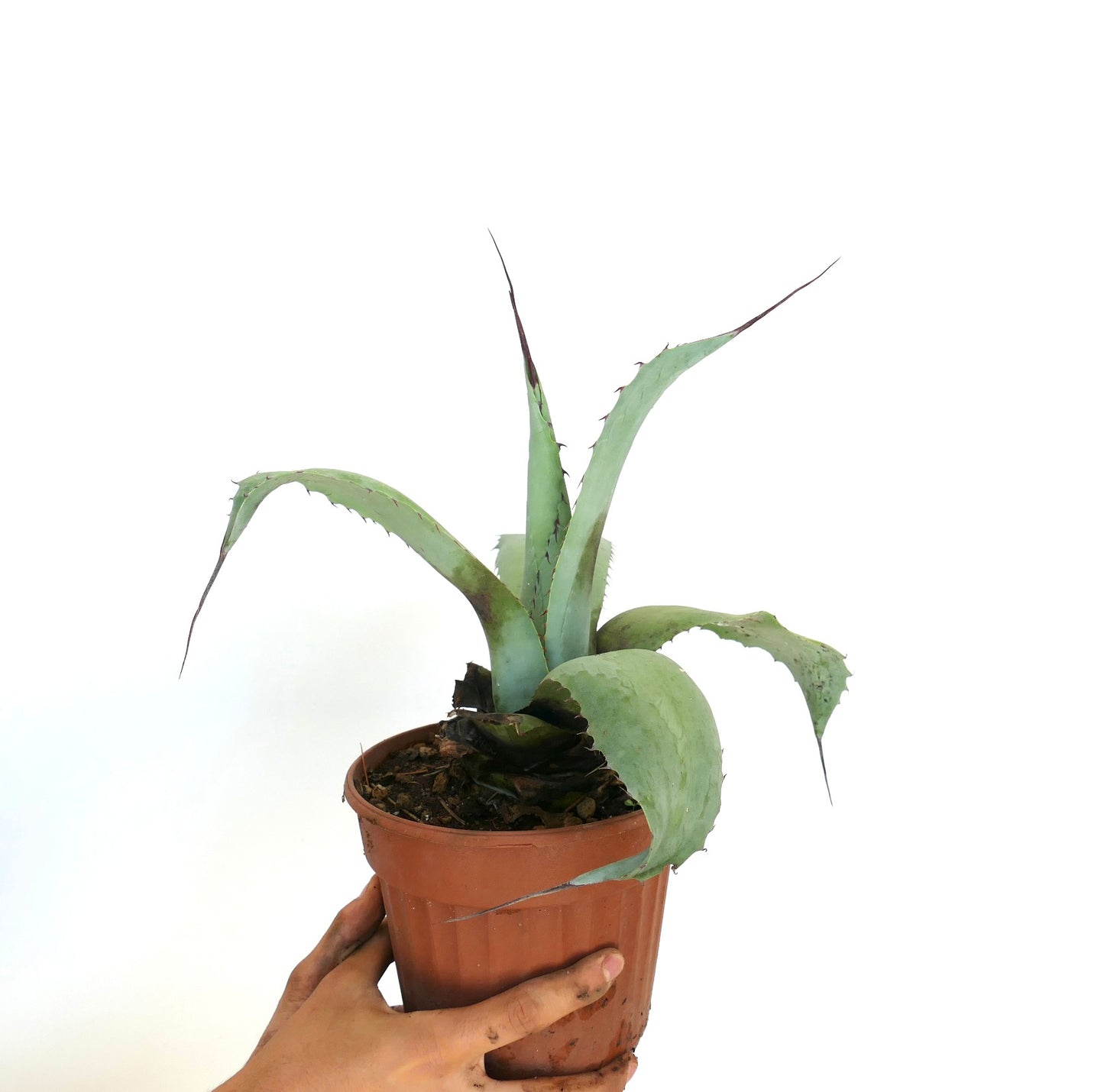 Agave cerulata X Agave utahensis sukkulent med lange svarte torner på tykke grønne blader