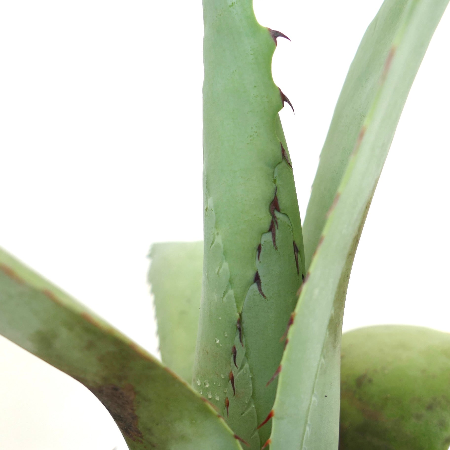 Agave cerulata X Agave utahensis sukkulent med tykke grønne blader og lange svarte pigger