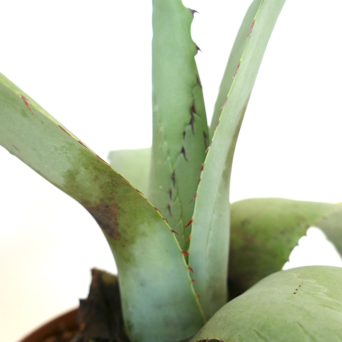 Agave cerulata X Agave utahensis sukkulent med tykke grønne blader og lange svarte torner