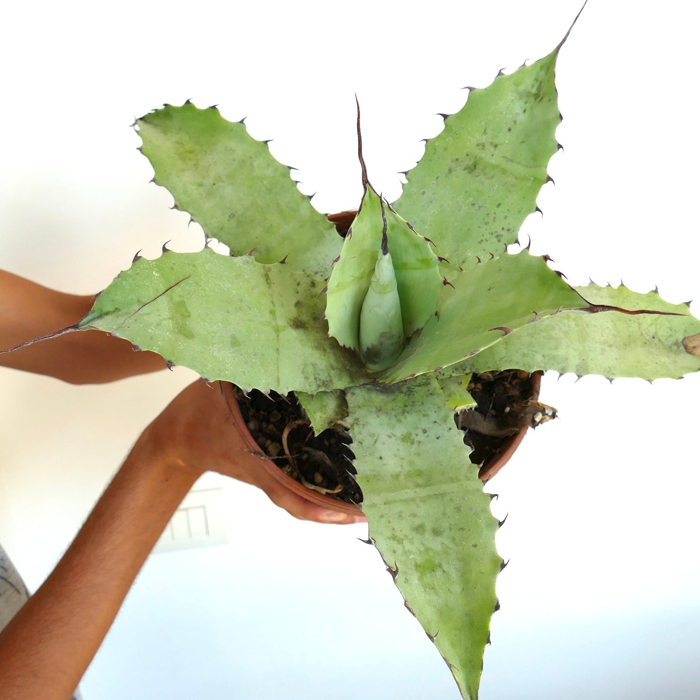 Agave cerulata X eborispina X ovatifolia