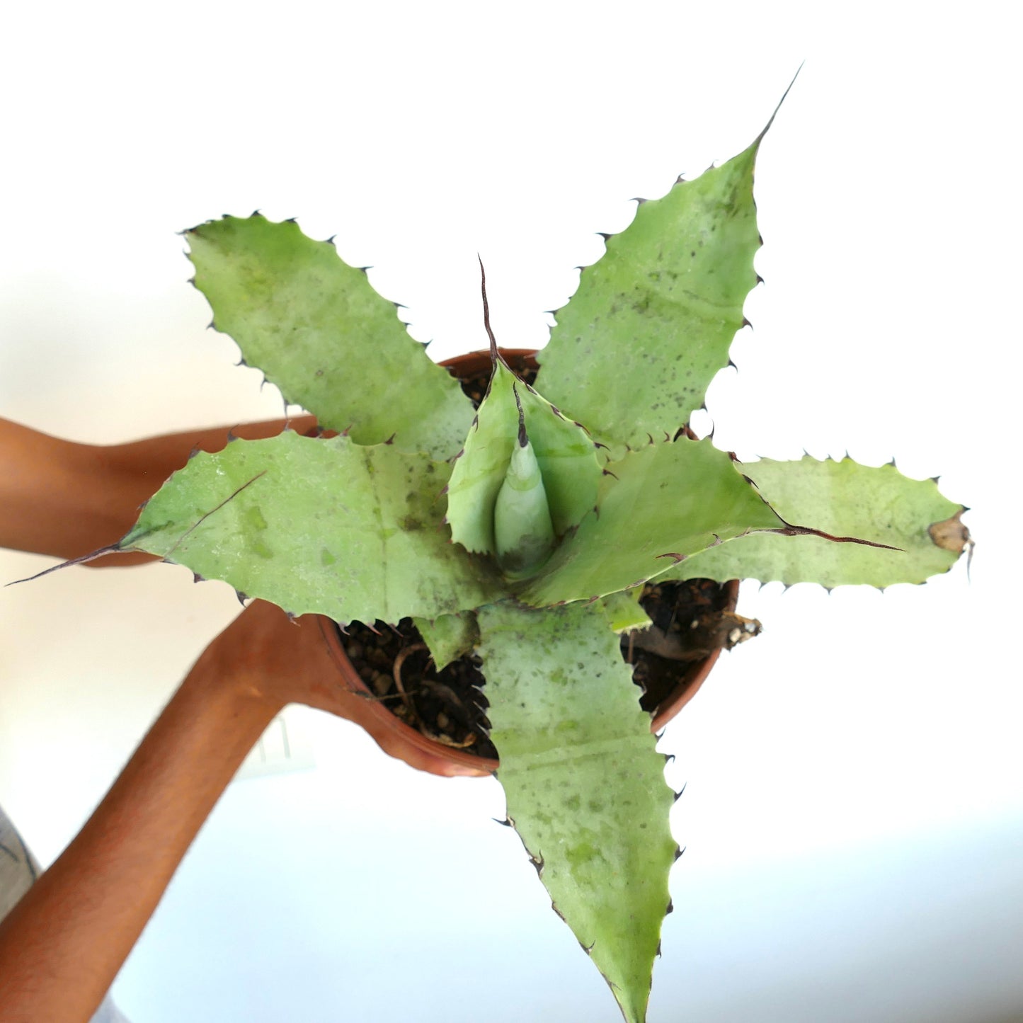 Agave cerulata X eborispina X ovatifolia