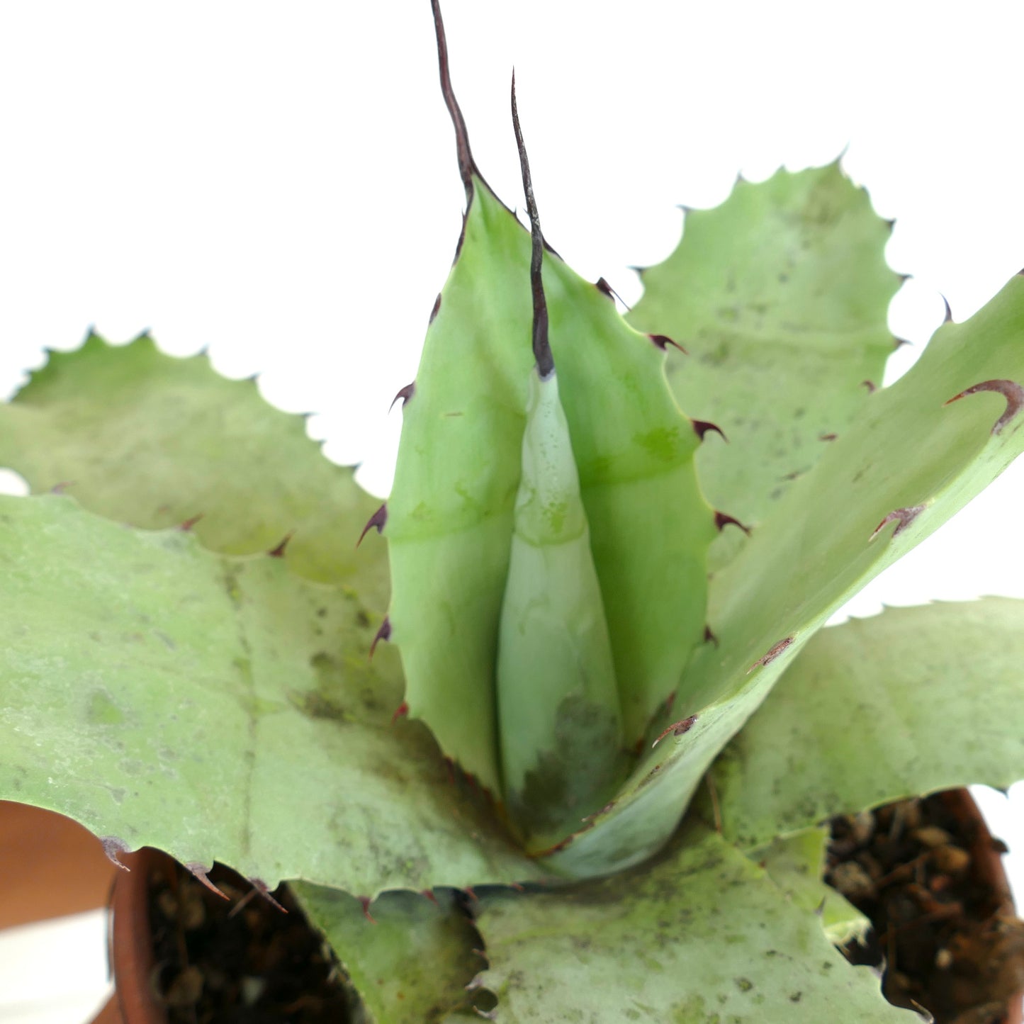 Agave cerulata X eborispina X ovatifolia