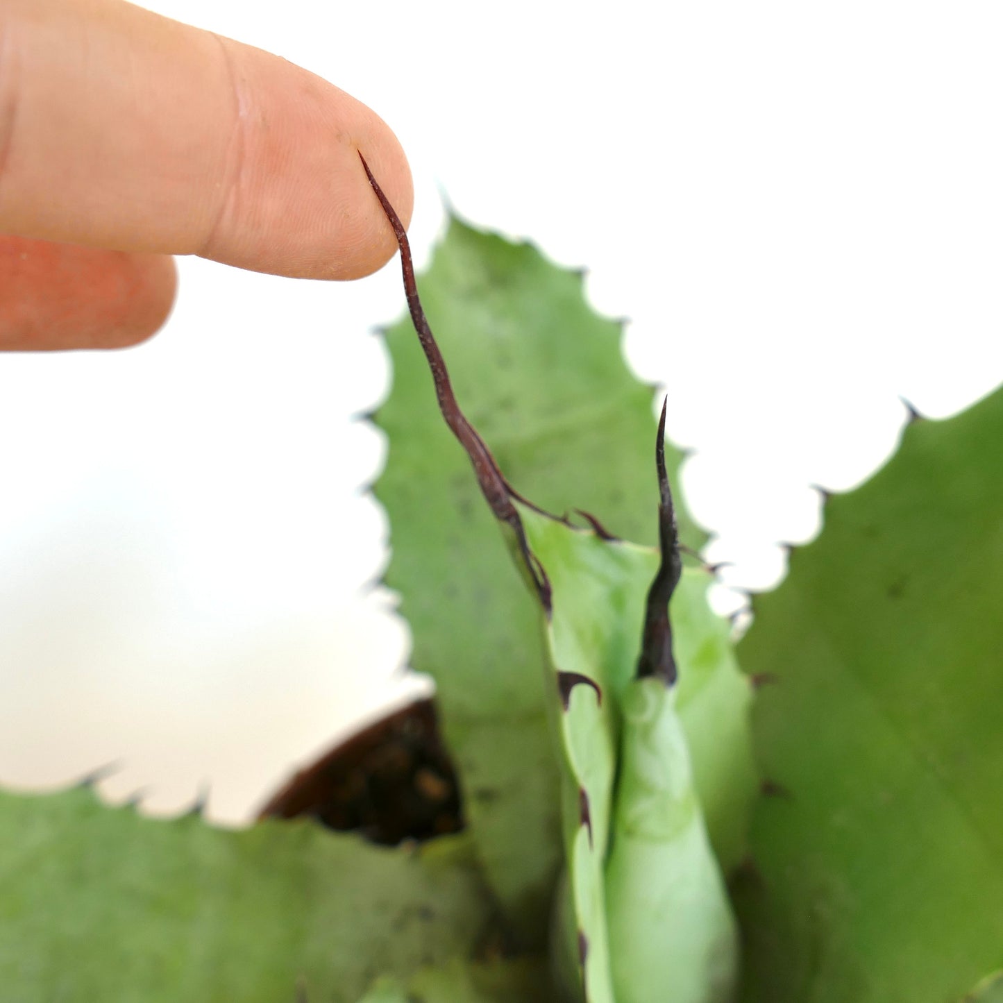 Agave cerulata X eborispina X ovatifolia