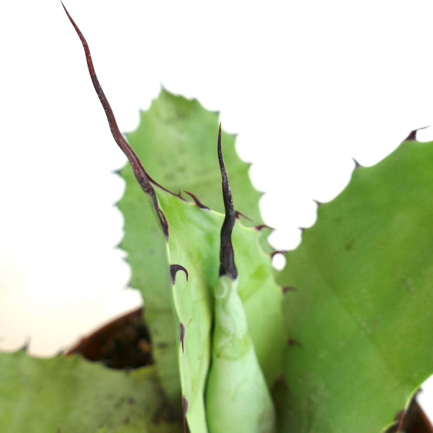 Agave cerulata X eborispina X ovatifolia