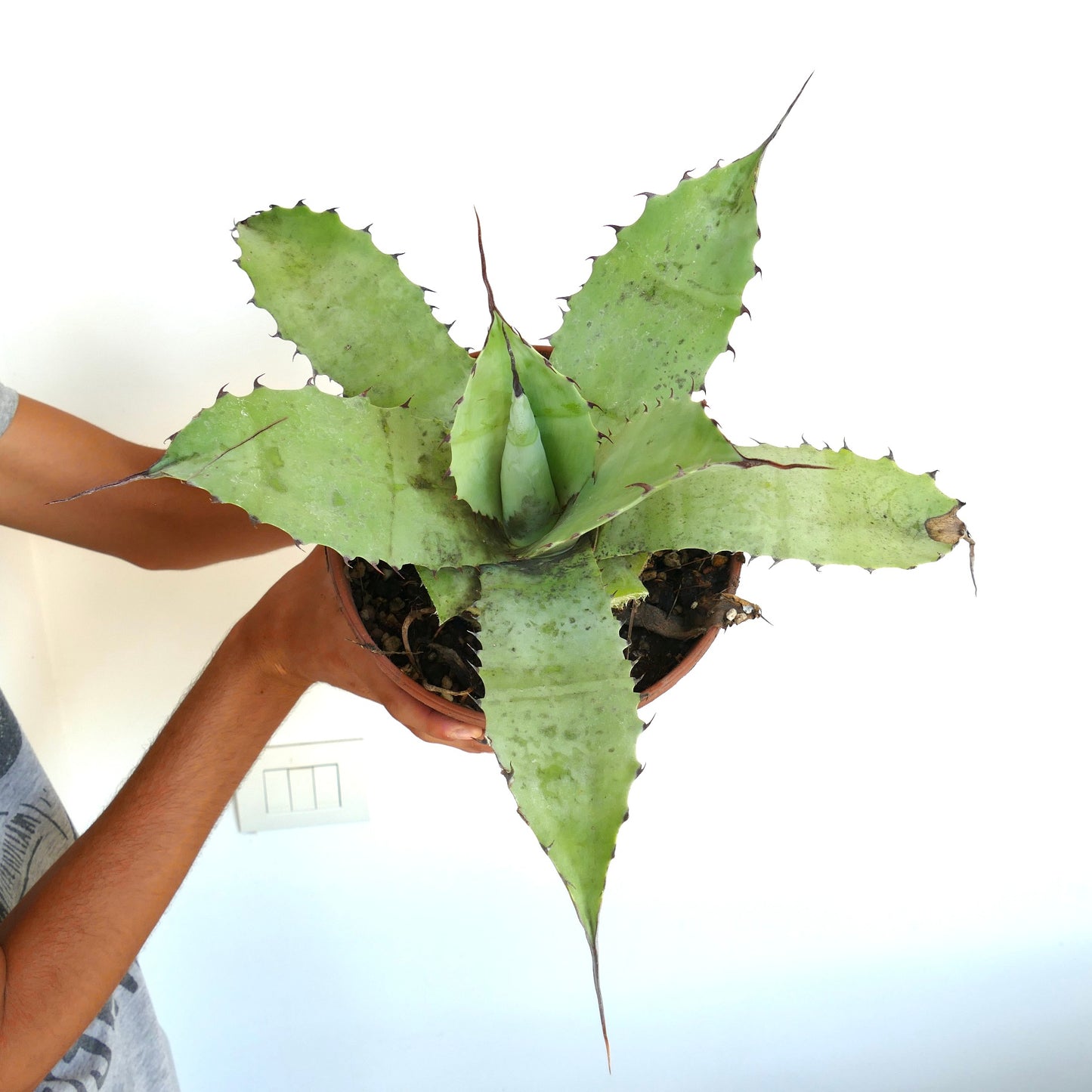 Agave cerulata X eborispina X ovatifolia GREEN clone