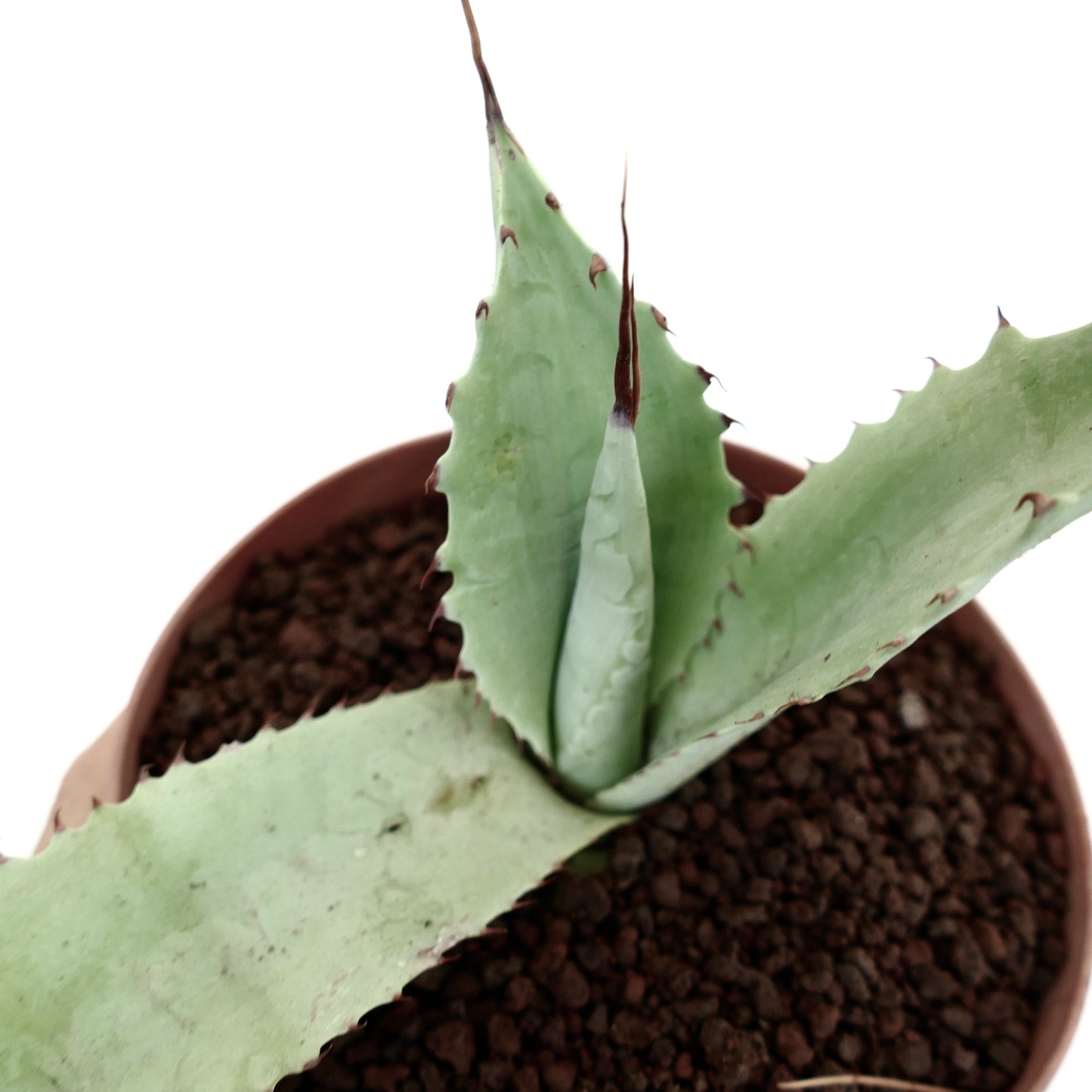 Agave cerulata X eborispina