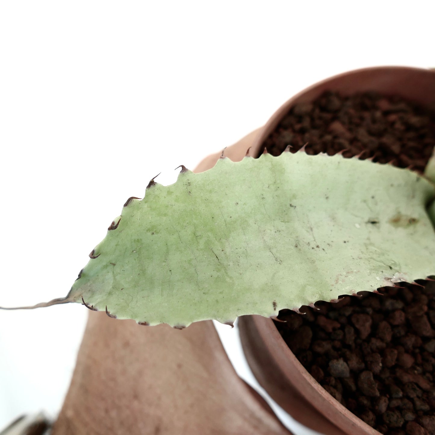 Agave cerulata X eborispina