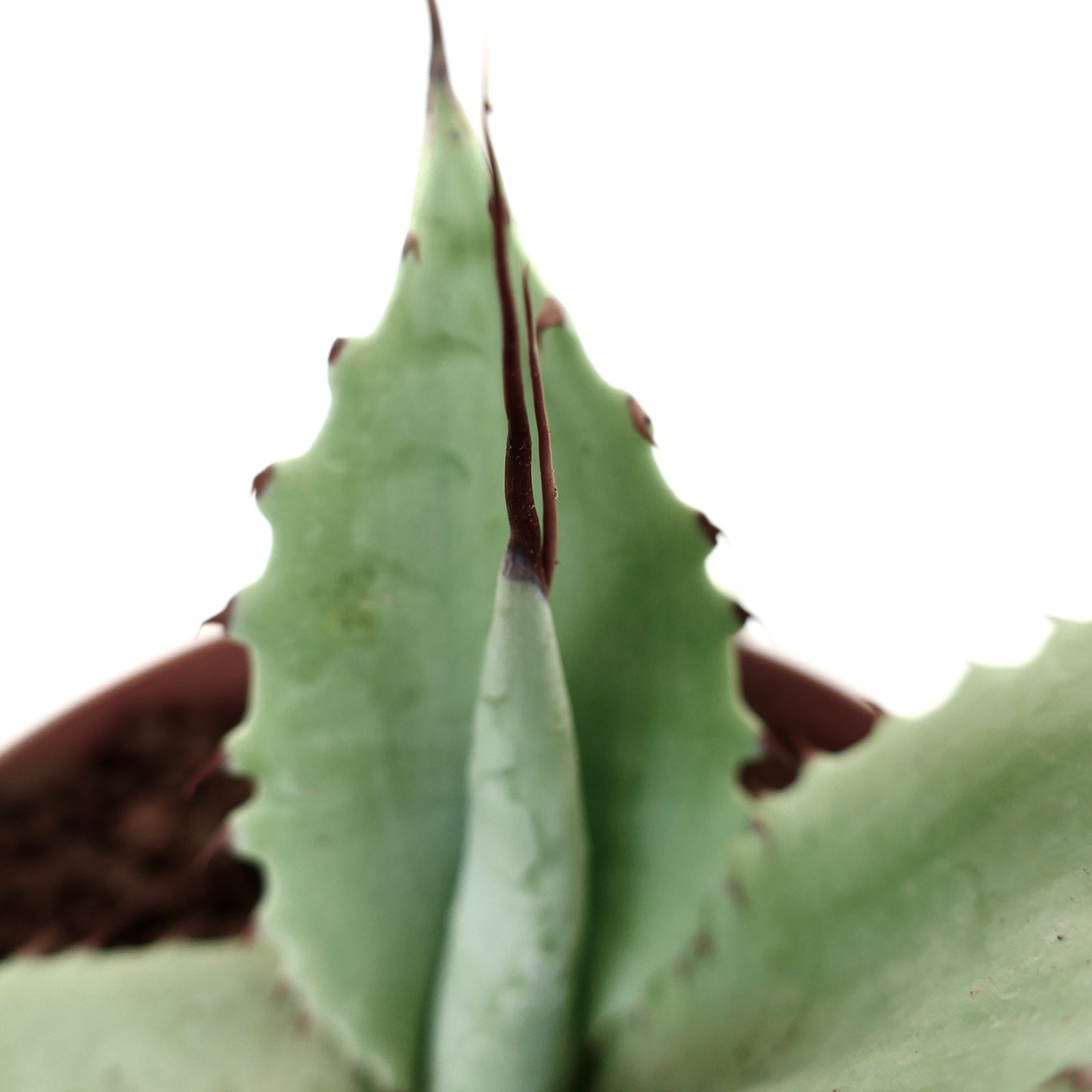 Agave cerulata X eborispina