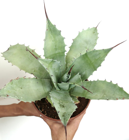 Agave cerulata X ovatifolia B37-CEL