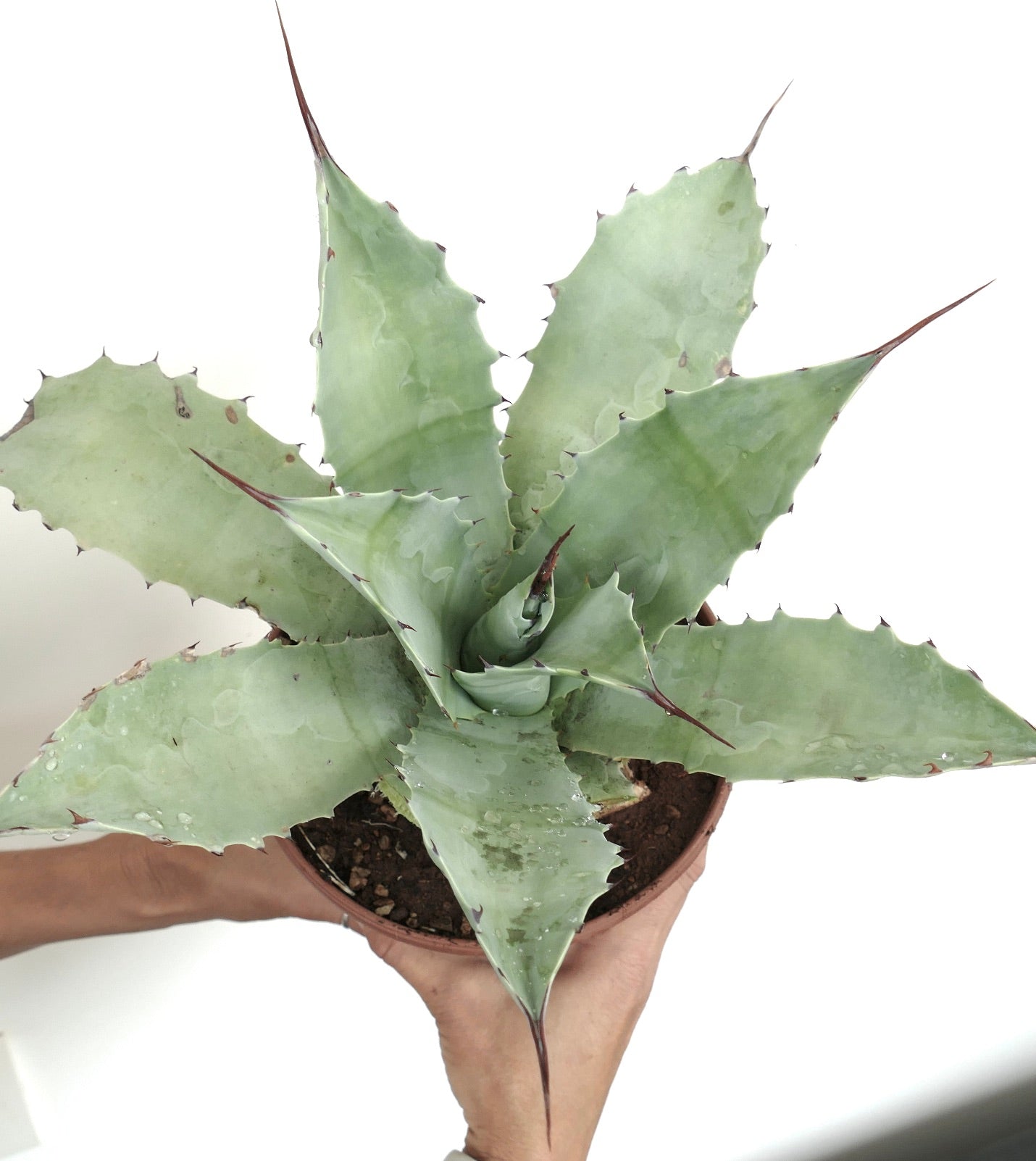 Agave cerulata X ovatifolia B37-CEL