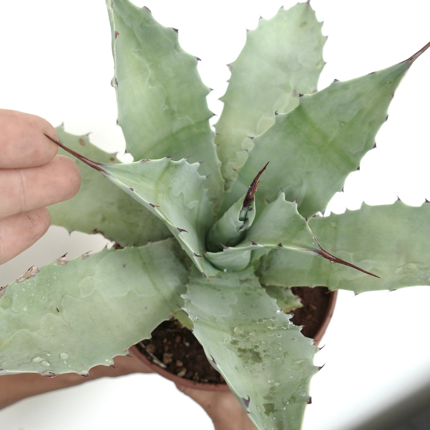 Agave cerulata X ovatifolia B37-CEL