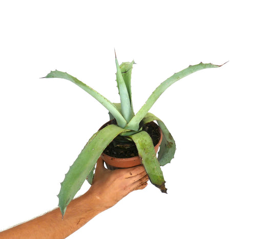 Agave cerulata x Agave americana succulent hybrid with long spiny green leaves