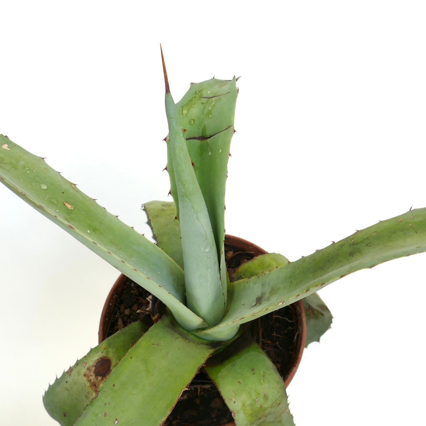 Agave cerulata x Agave americana hybrid med lange, tornete sukkulente blader i potte