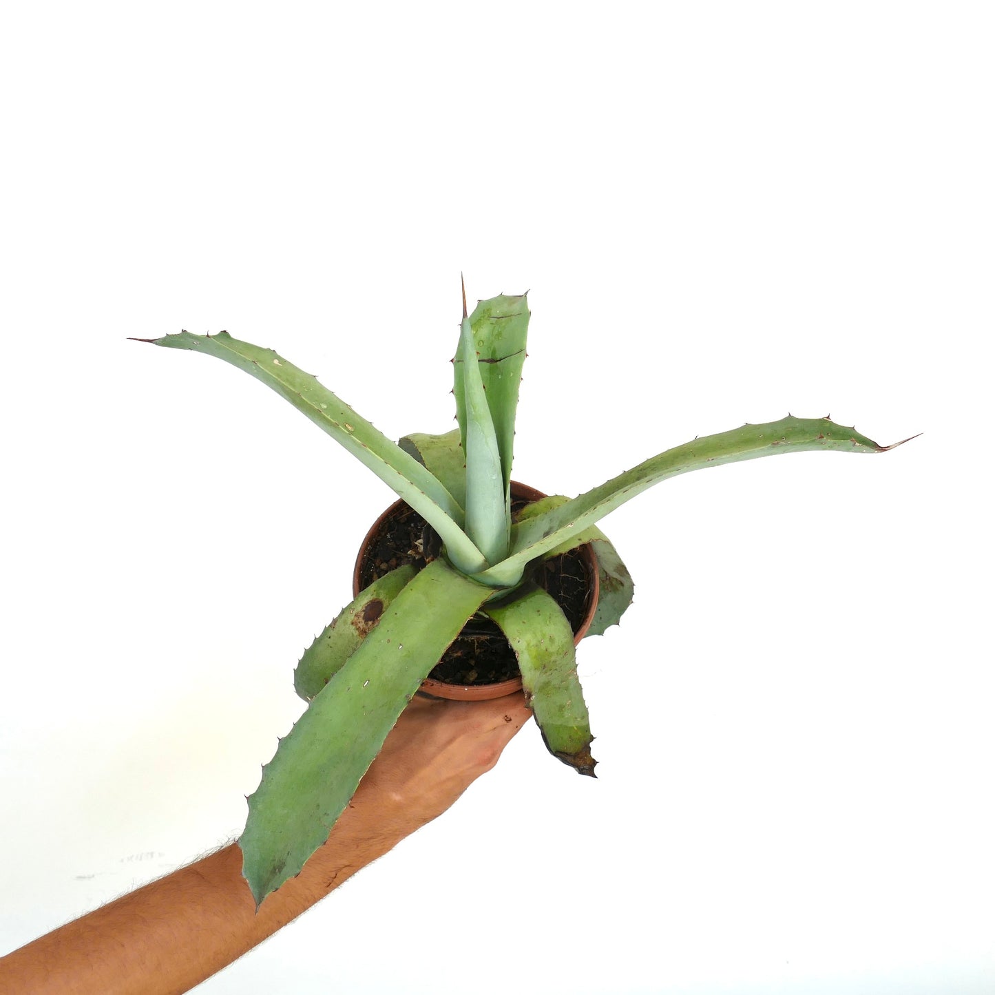 Agave cerulata x Agave americana sukkulent hybrid med lange, spisse blågrønne blader