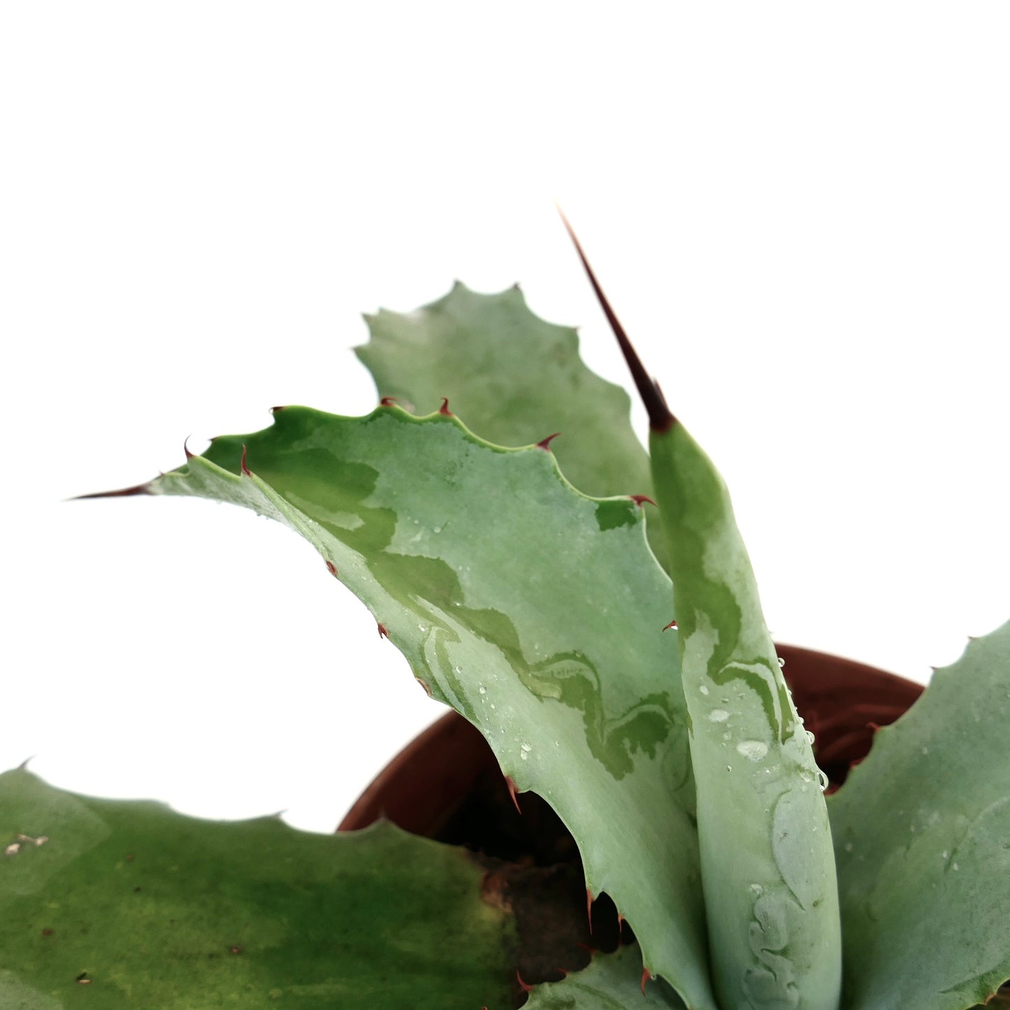 Agave cerulata x Agave marmorata saftig plante med brede, taggete grønne blader i potte