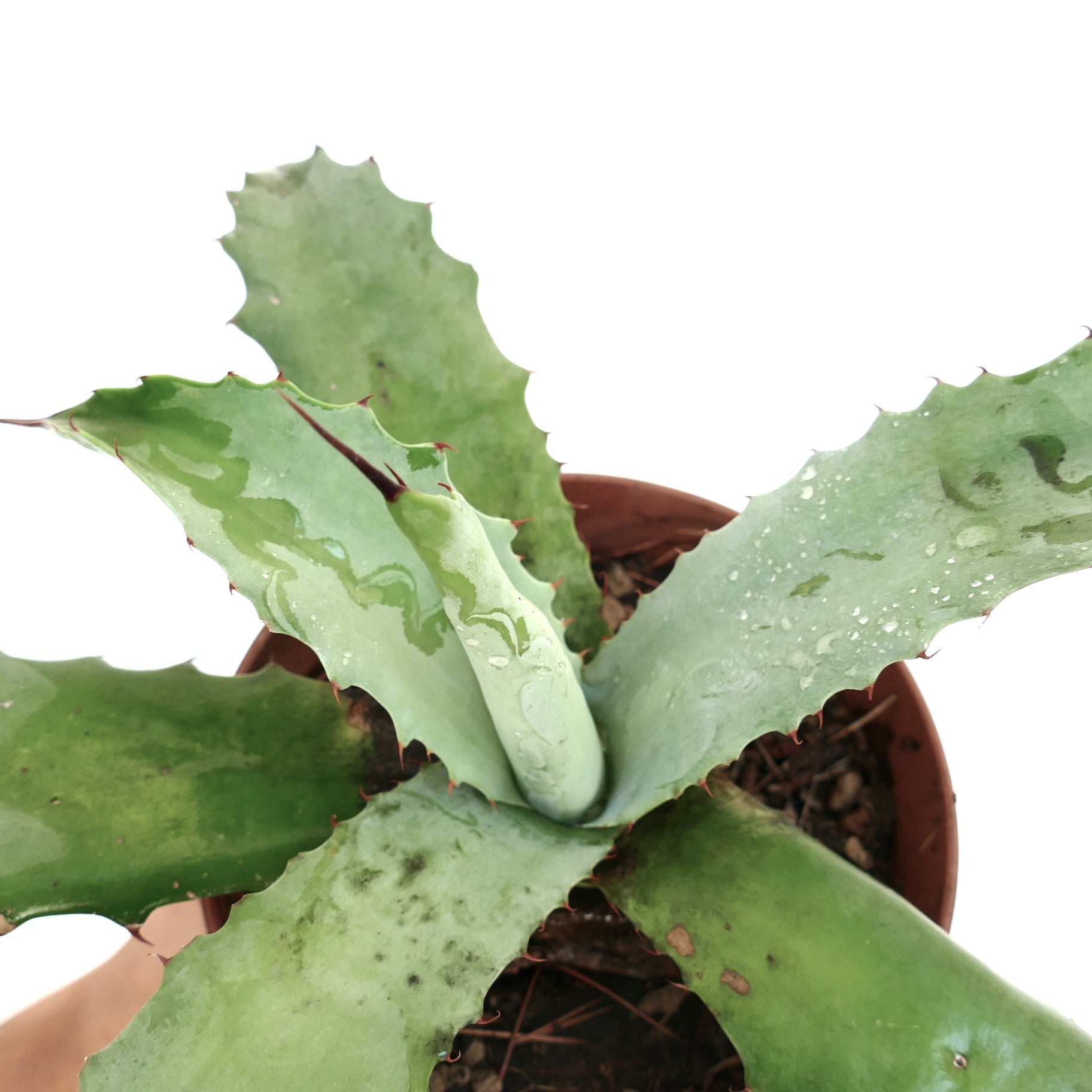 Agave cerulata x Agave marmorata saftig plante med brede, taggete grønne blader i potte