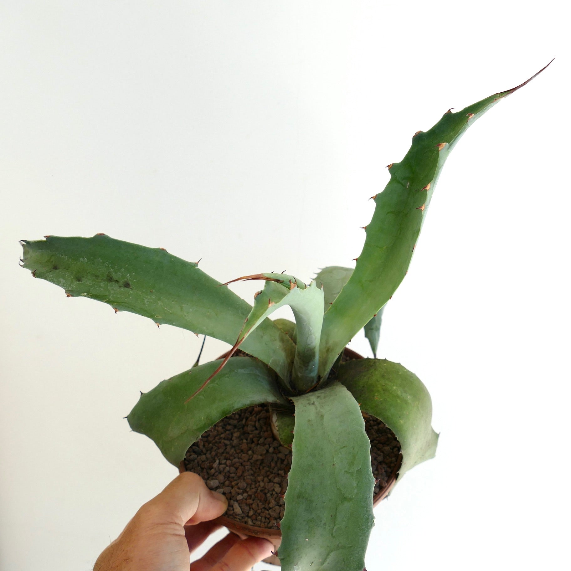 Agave cerulata x americana succulent with broad green leaves and sharp reddish spines in pot