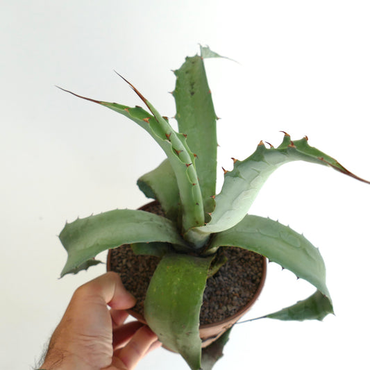 Agave cerulata x americana succulent with thick green spiny leaves in small pot held by hand