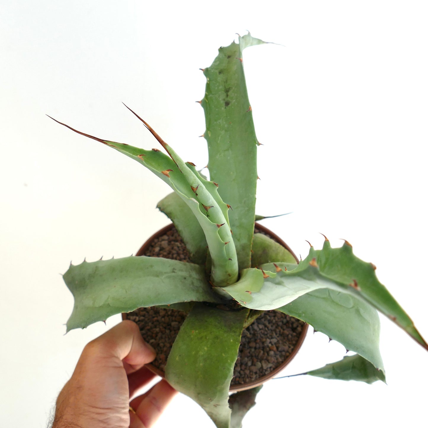 Agave cerulata x americana succulent with broad spiny green leaves in pot held by hand