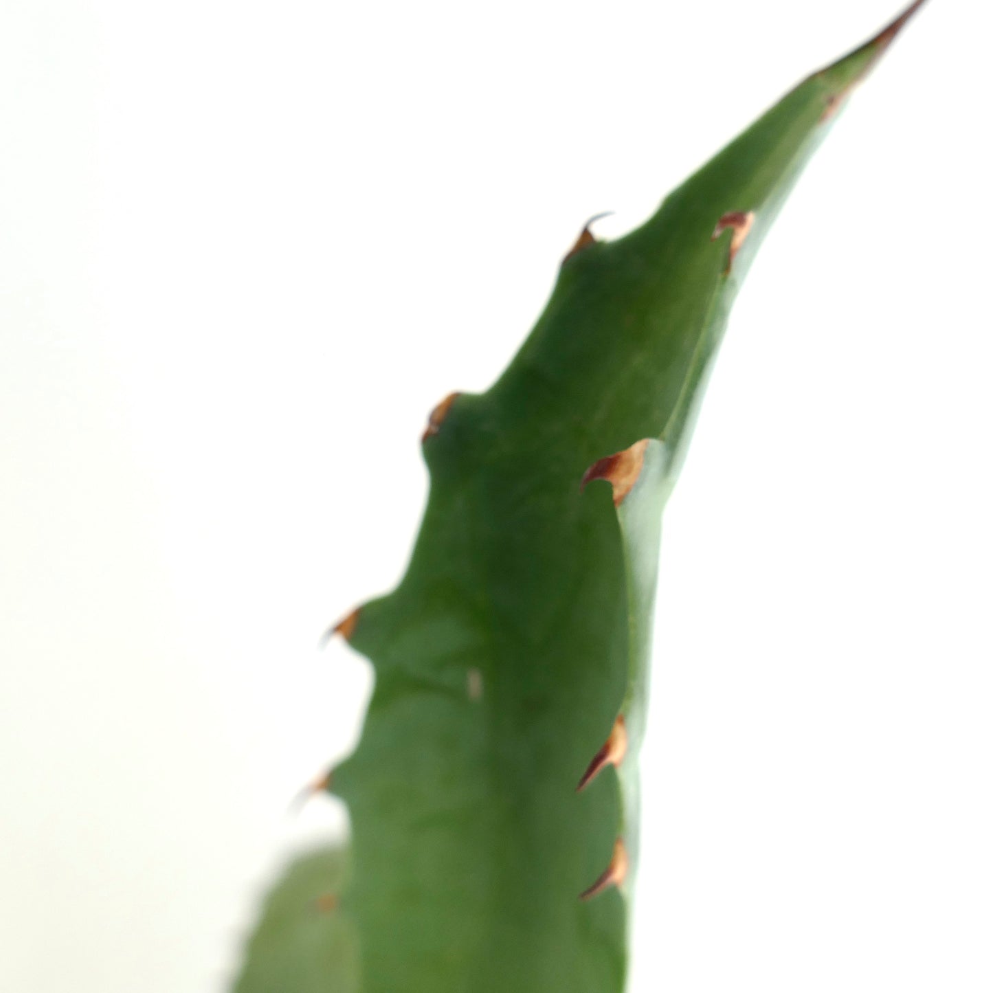 Agave cerulata x americana succulent with thick green leaves and sharp brown spines close-up