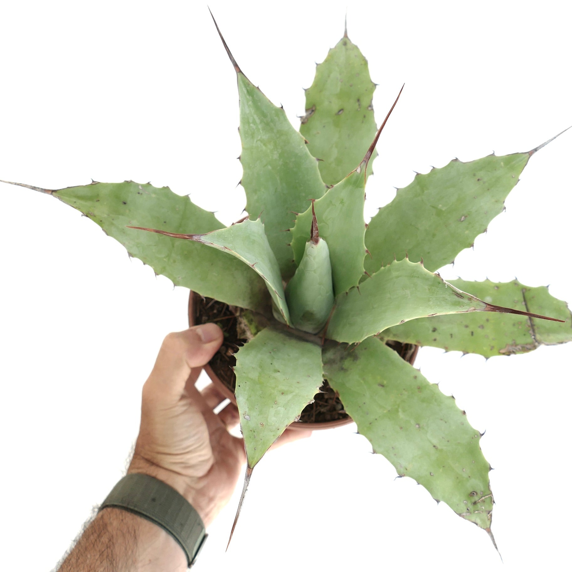 Agave cerulata x eborispina x parryii sukkulent med brede grønne blader og skarpe brune torner