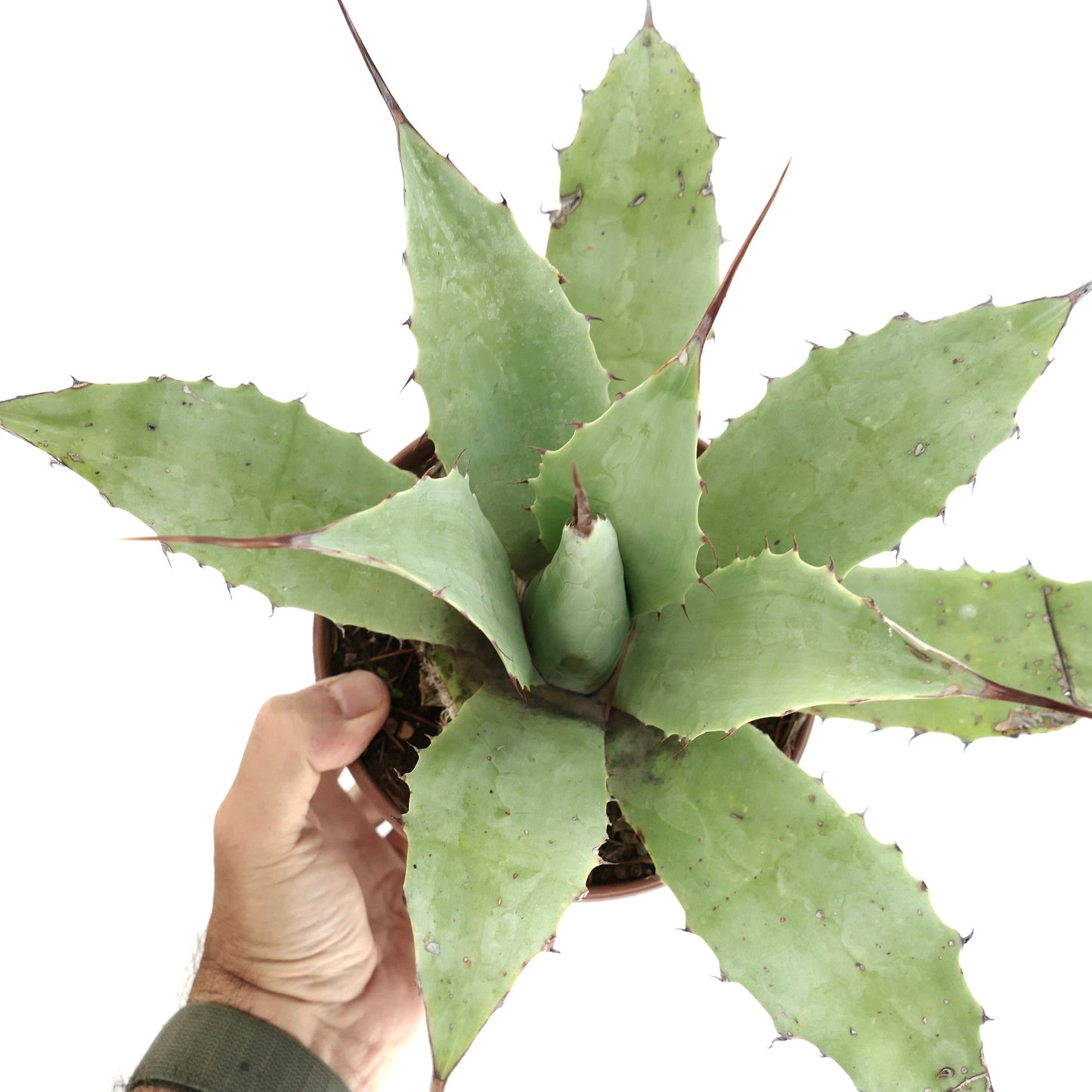 Agave cerulata x eborispina x parryii sukkulent med brede tornerike blader og tykk rosettform
