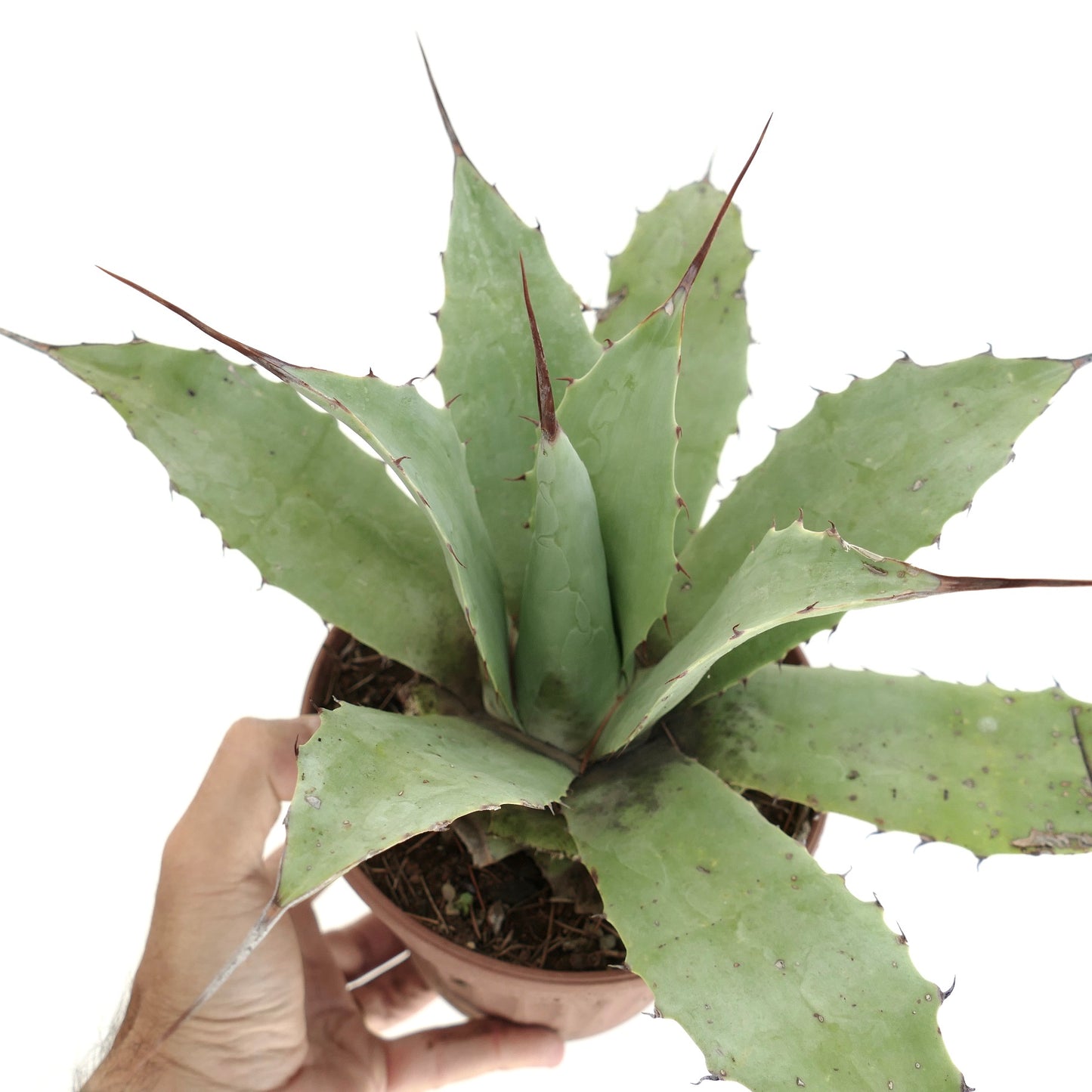 Agave cerulata x eborispina x parryii sukkulent med brede grønne blader og skarpe brune torner