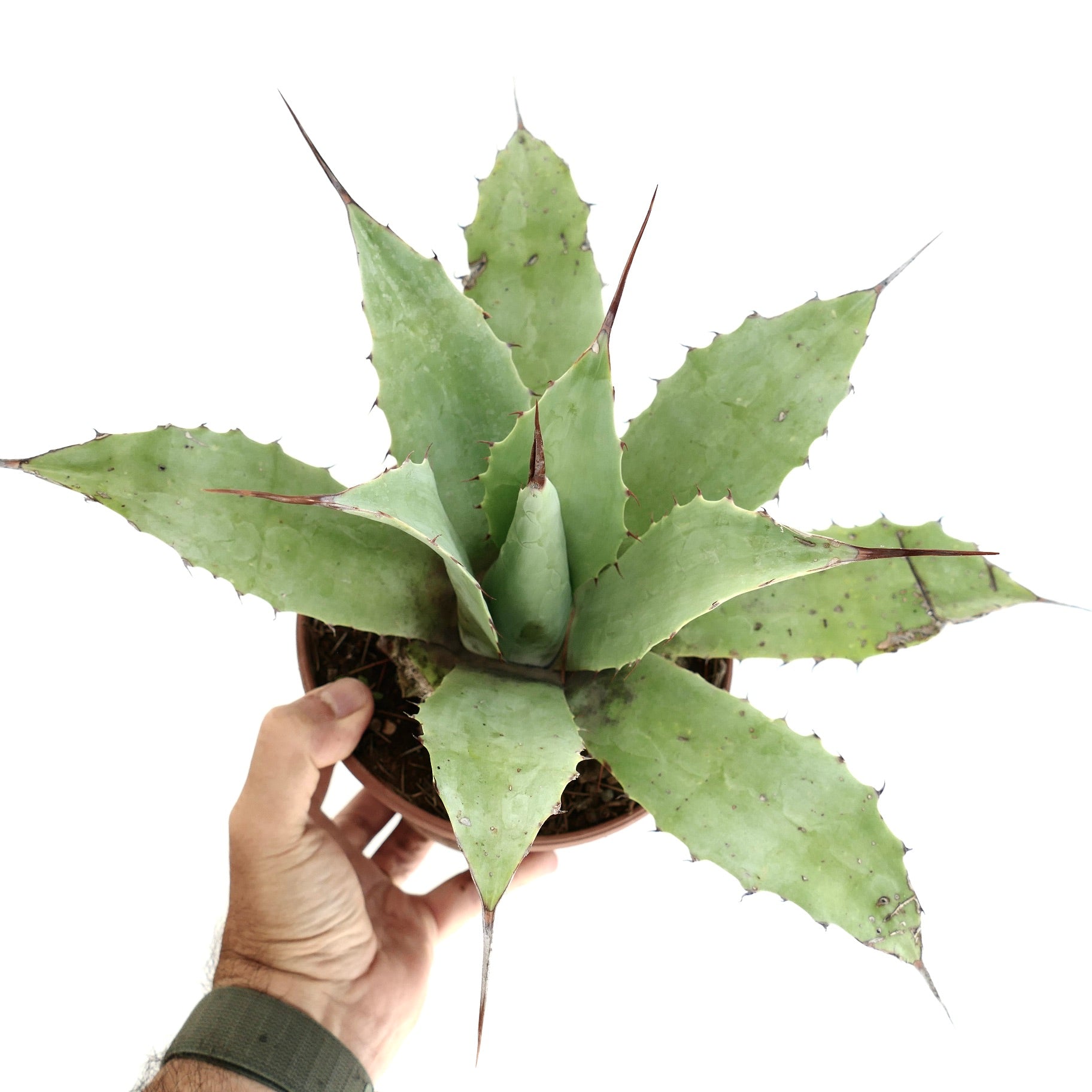 Agave cerulata x eborispina x parryii sukkulent med brede grønne blader og lange skarpe pigger