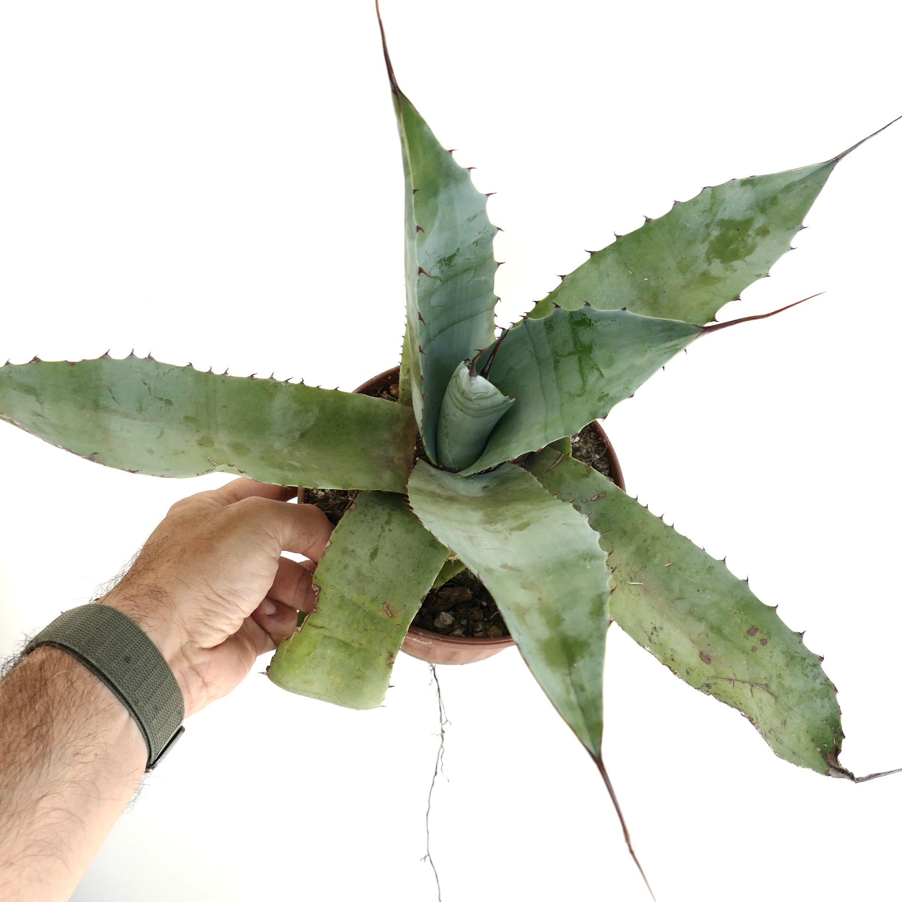 Suculenta Agave cerulata x parrasana con hojas anchas espinosas de color verde grisáceo en maceta