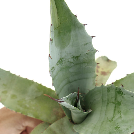 Agave cerulata x parrasana succulent with thick gray-green leaves and sharp brown spines
