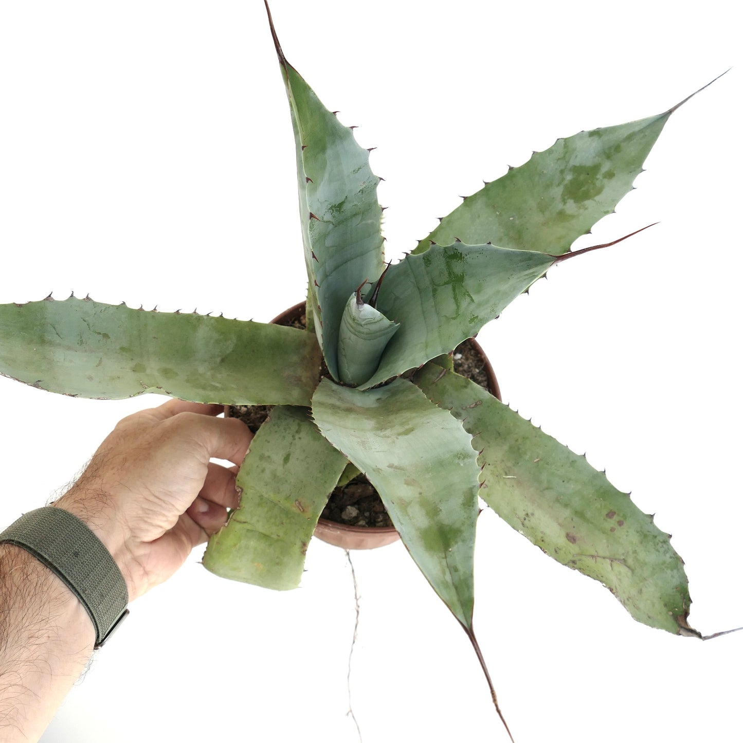 Agave cerulata x parrasana suculenta con hojas gruesas gris-verdosas y espinas afiladas