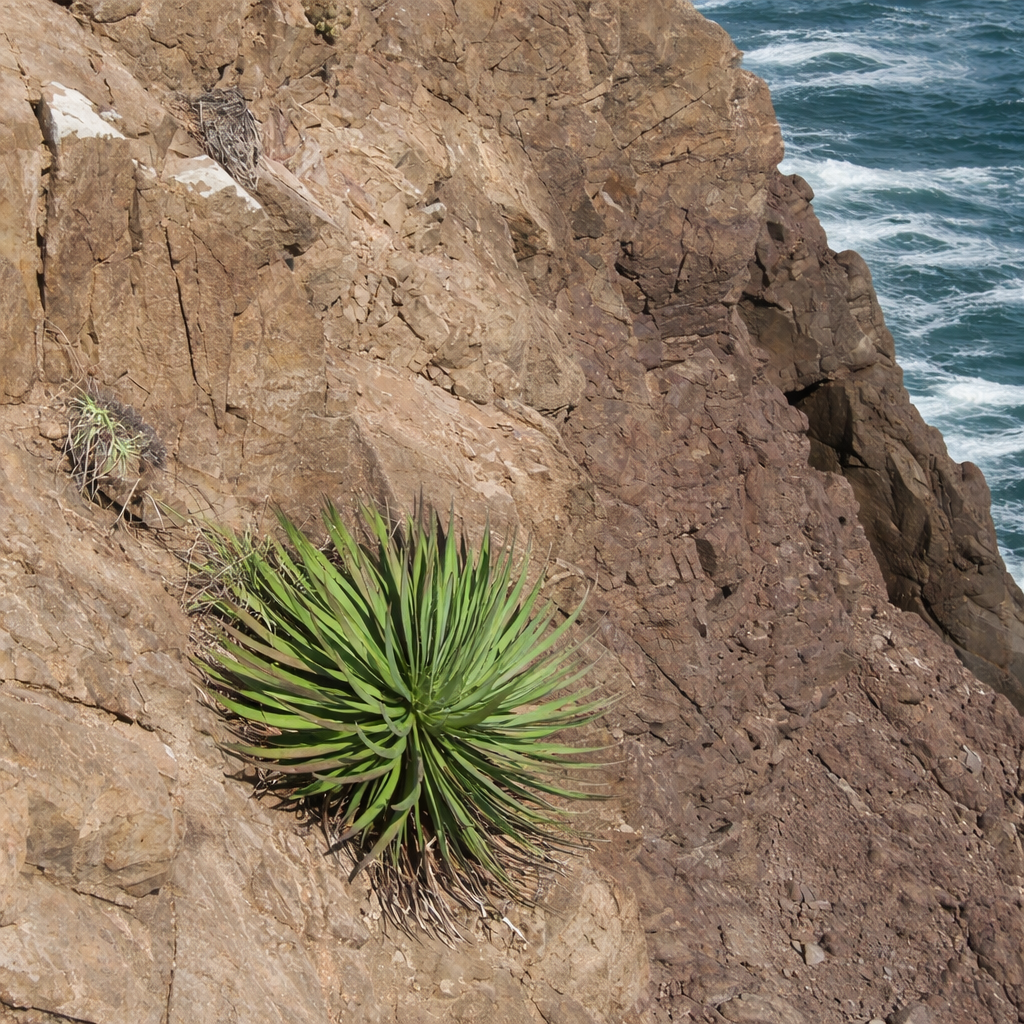 Agave colimana SAMEN