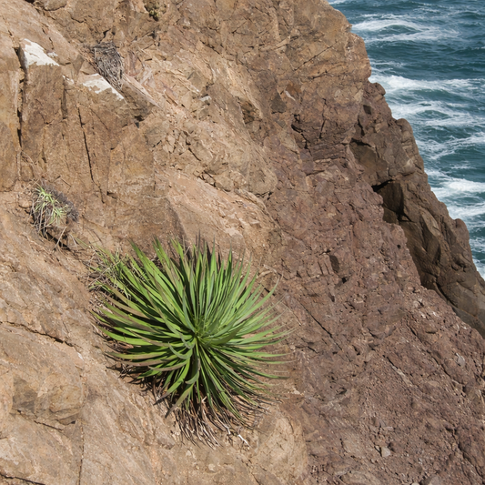 Agave colimana SEEDS