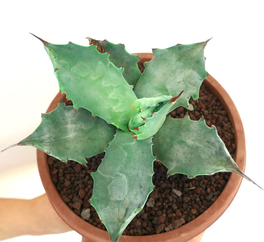 Agave colorata succulent with broad blue-green leaves and sharp reddish spines in pot