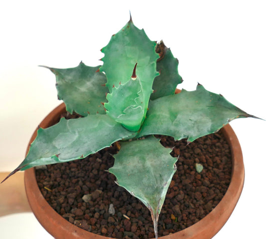 Agave colorata succulent with broad blue-green leaves and sharp reddish-brown spines in pot