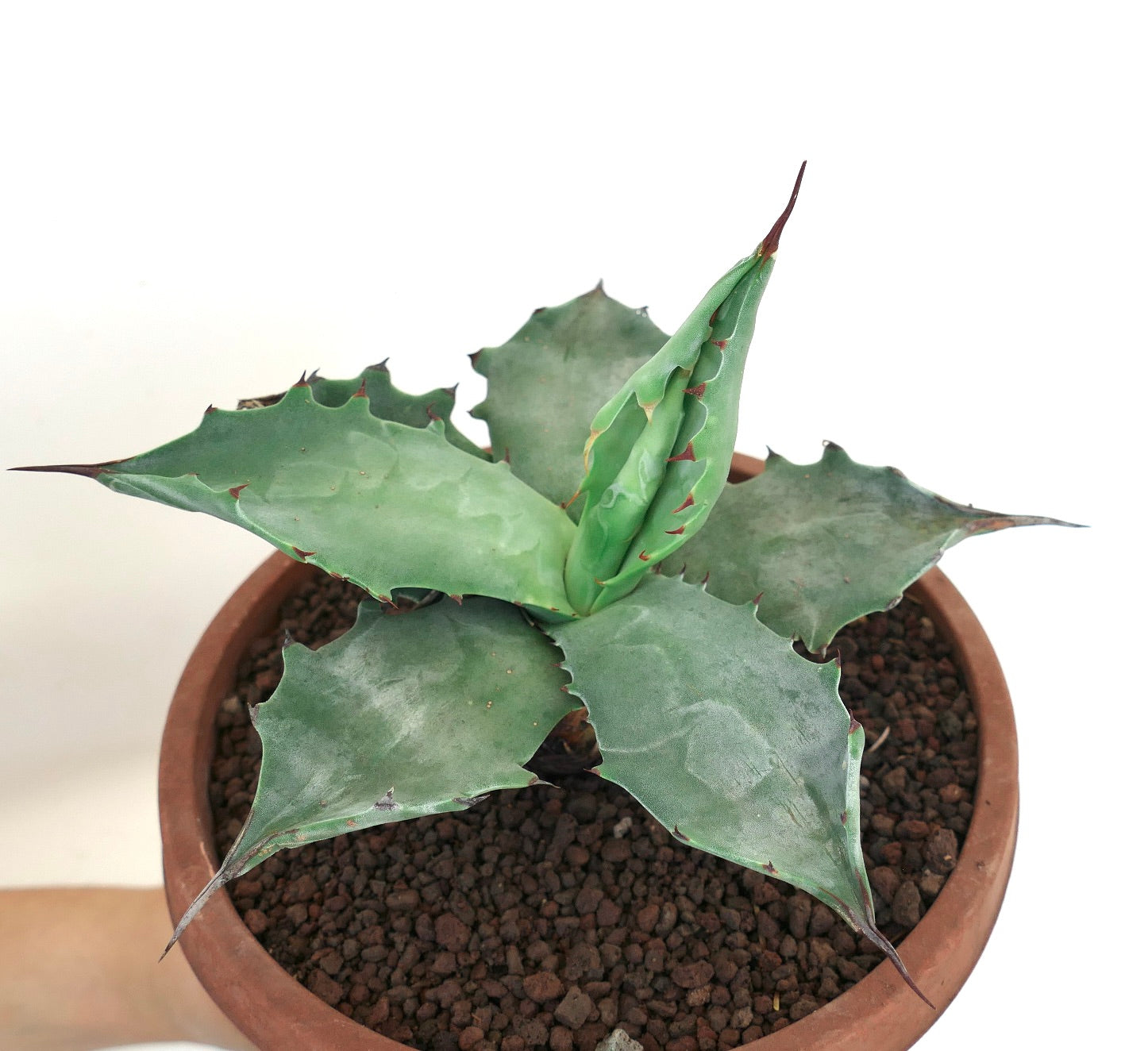 Agave colorata vetplant met dikke blauwgroene bladeren en scherpe roodachtige doornen in terracottapot