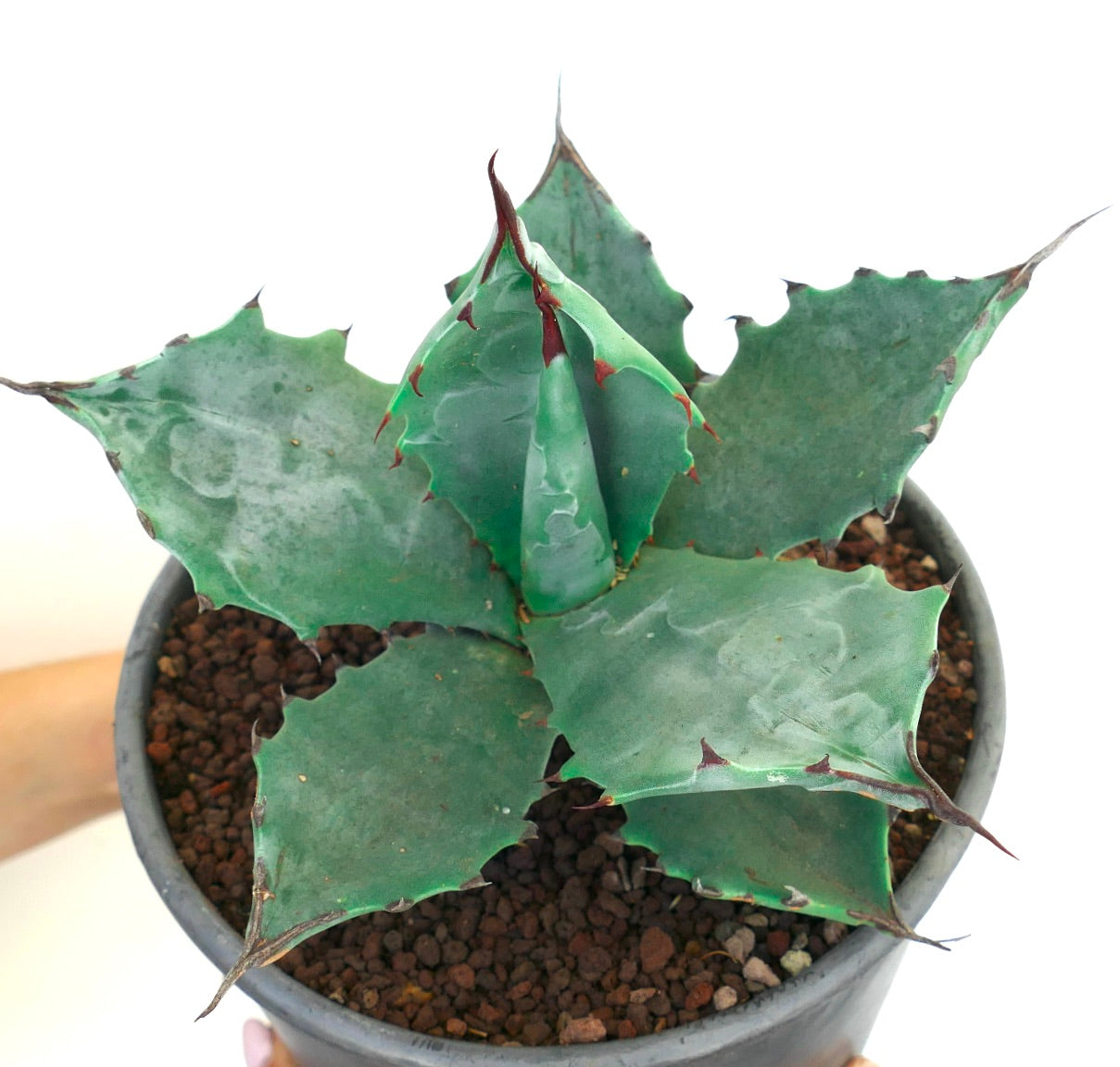 Agave colorata succulent with broad blue-green leaves and sharp reddish spines in pot
