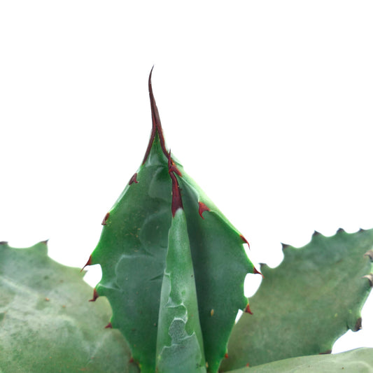 Agave colorata succulent with thick green leaves and sharp reddish spines along edges