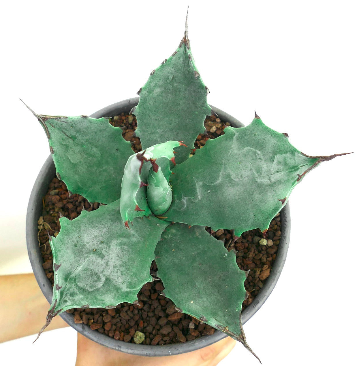 Agave colorata succulent with broad blue-green leaves and sharp brown spines in pot