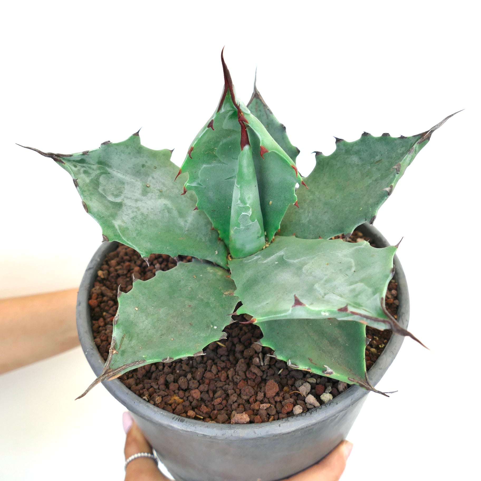 Agave colorata succulent with thick blue-green leaves and sharp reddish-brown spines in pot