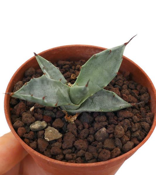 Agave colorata small succulent with thick blue-green leaves and sharp brown spines in pot