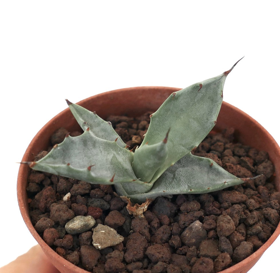 Agave colorata pequeña suculenta con gruesas hojas gris-verdosas y espinas rojizas en maceta