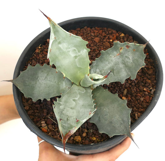 Agave colorata succulent with broad blue-gray leaves and sharp reddish spines in pot