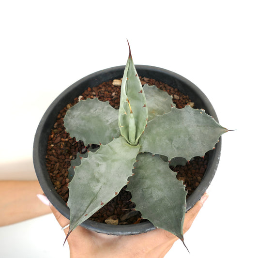 Agave colorata succulent with broad gray-green leaves and sharp reddish spines in pot